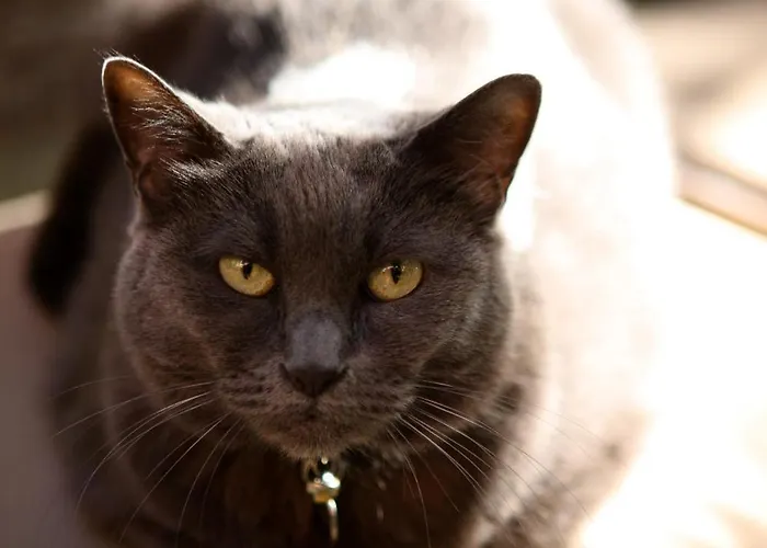 Отель Jardins Secrets